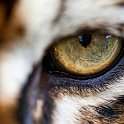 slides/IMG_8742.jpg wildlife, feline, big cat, cat, predator, fur, marking, stripe, bengal, tiger, eye, detail, macro, reflection WBCW90 - Bengal Tiger - Eye Macro Detail